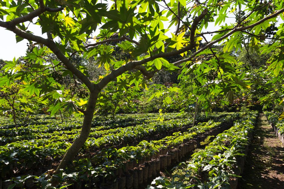 Junge Kaffeepflanzen in der Nursery auf der Finca Hamburgo in Mexiko. Aufgereiht unter Schattenbäumen.